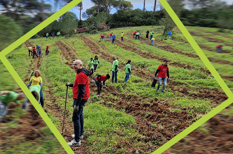 várias pessoas a plantar árvores