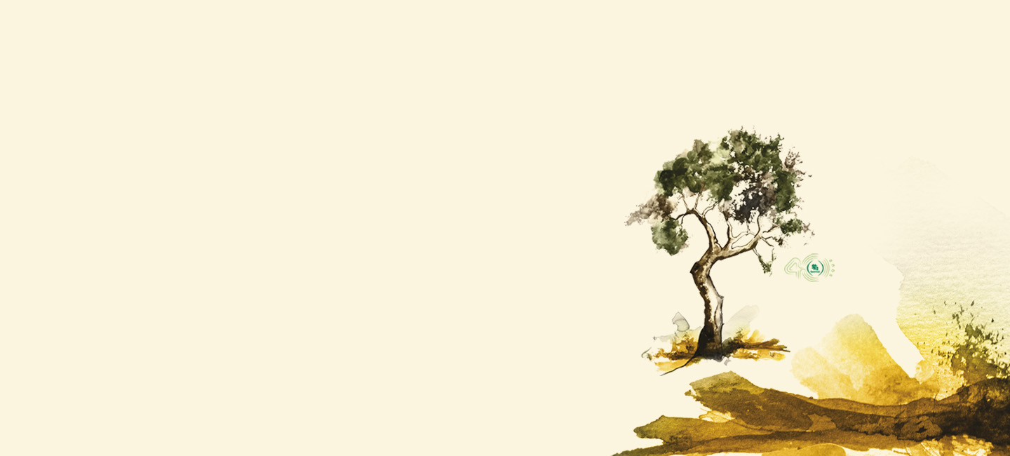 Imagem de uma  árvore - Oliveira