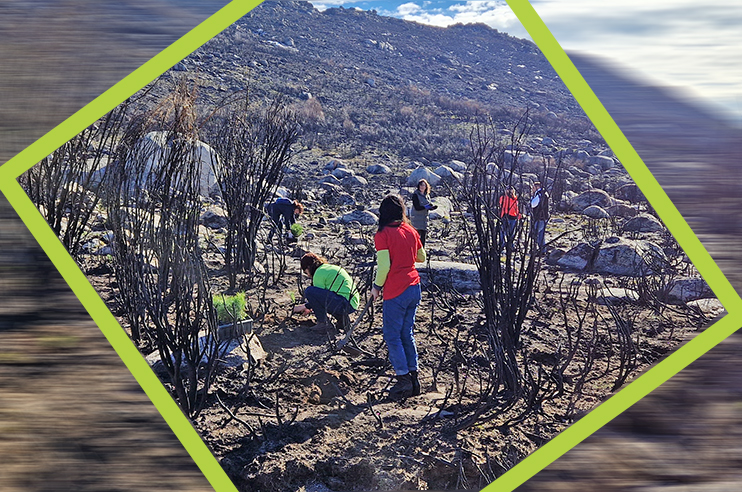 Várias pessoas a plantar árvores