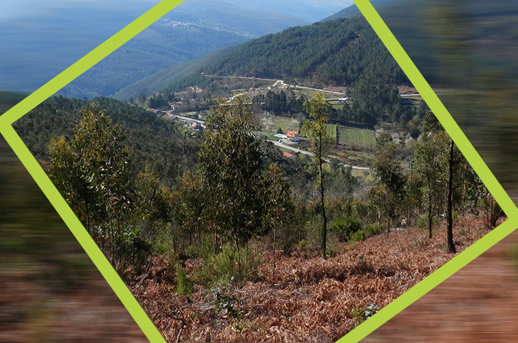 Imagem da floresta da ilha da Madeira