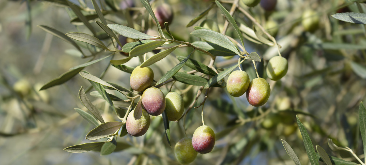 Ramos de árvores de oliveira