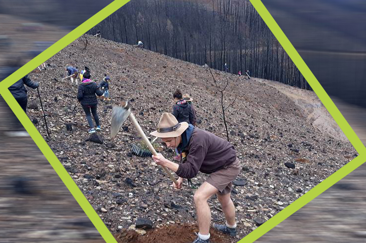 plantação de sobreiros