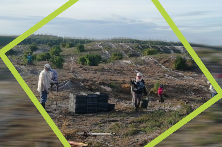 plantação de árvores