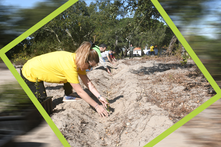 uma pessoa a plantar sobreiros