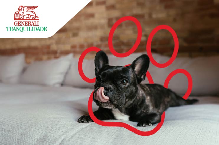 Um cão feliz que está coberto pelo Seguro Cães e Gatos.